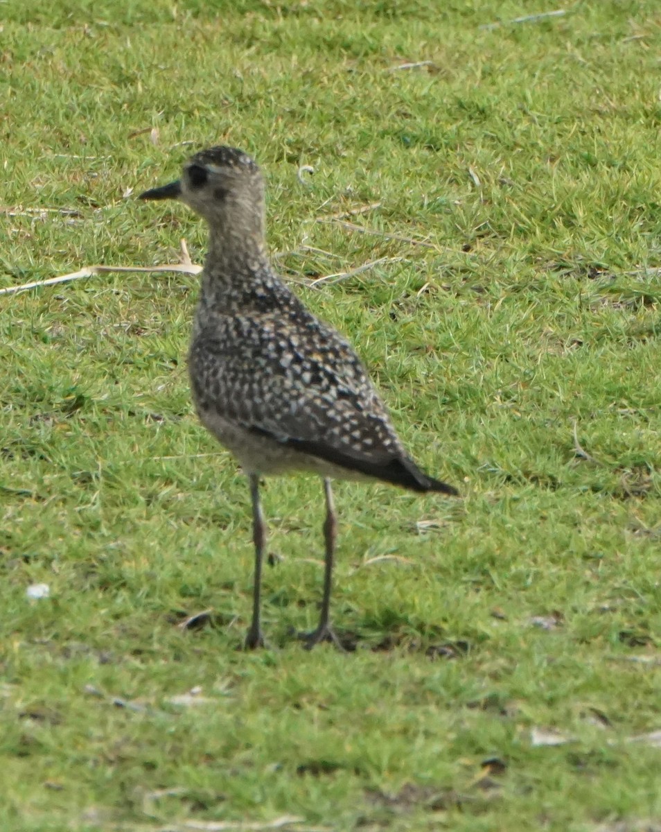 Pacific Golden-Plover - ML402278301