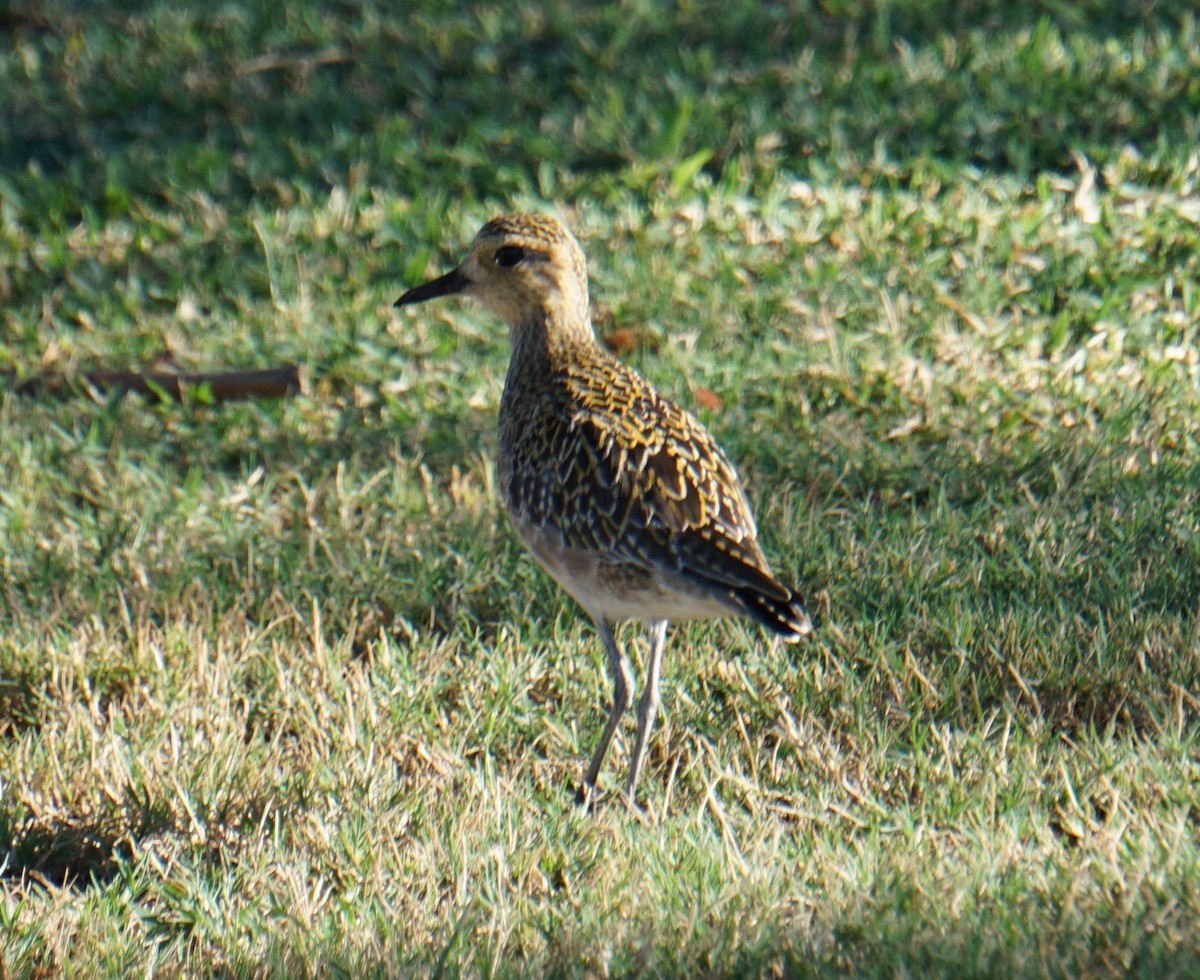 Pacific Golden-Plover - ML402278311