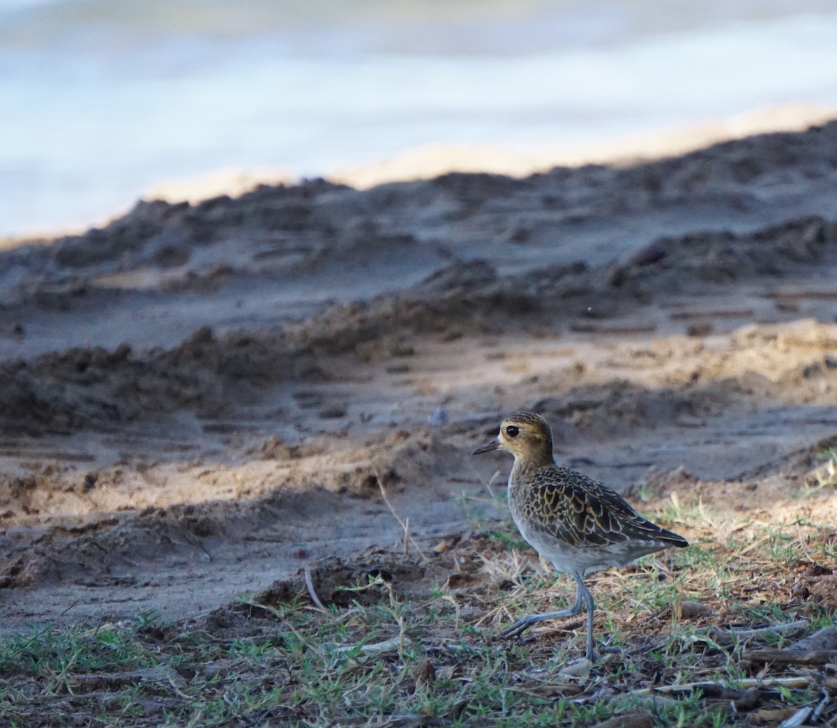 Pacific Golden-Plover - ML402278351