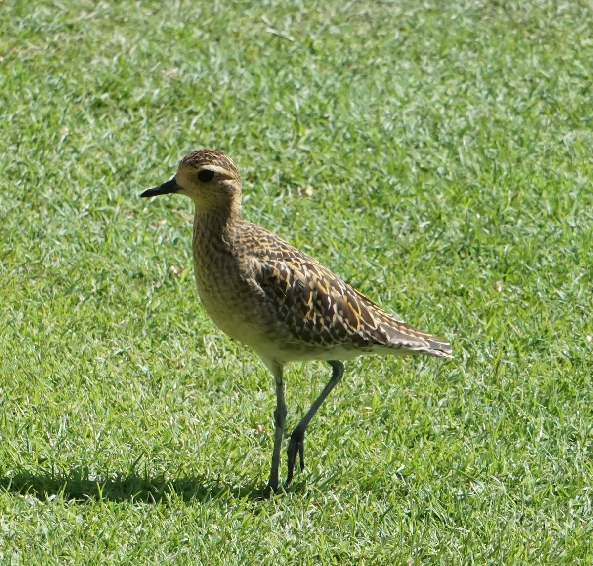 Pacific Golden-Plover - ML402278381