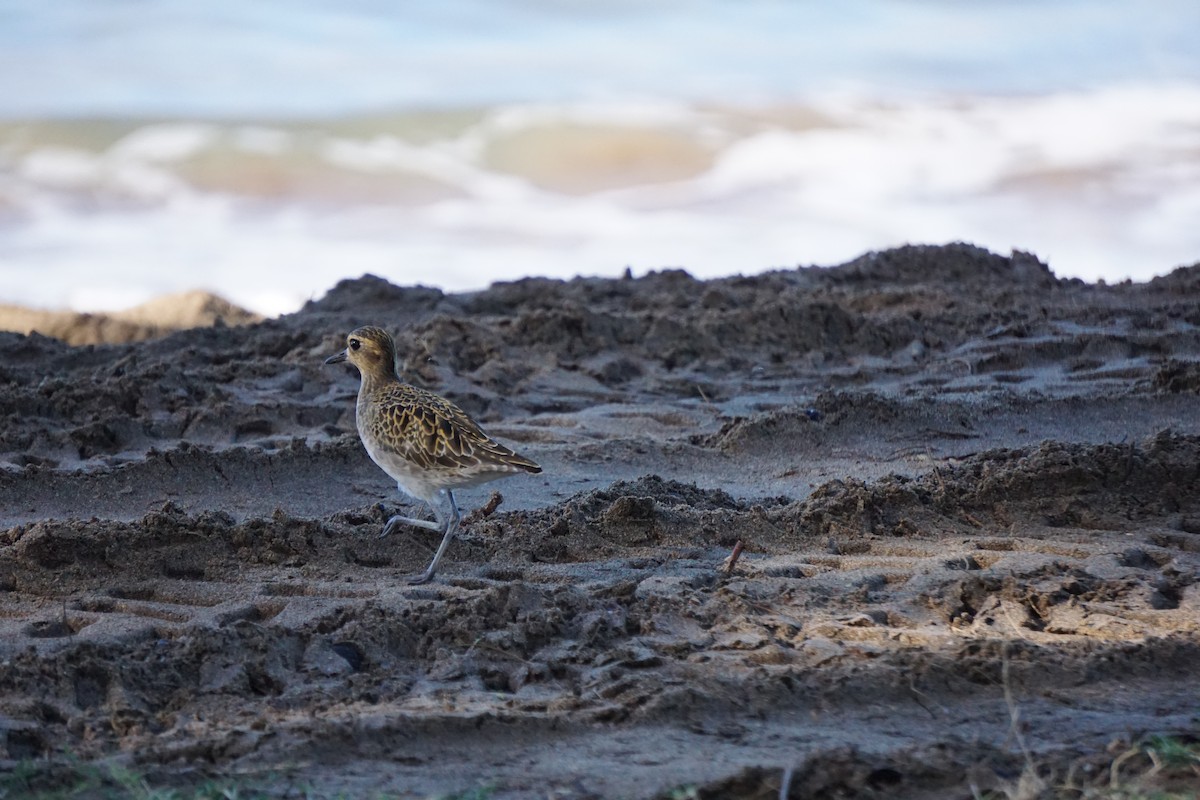 Pacific Golden-Plover - ML402278401