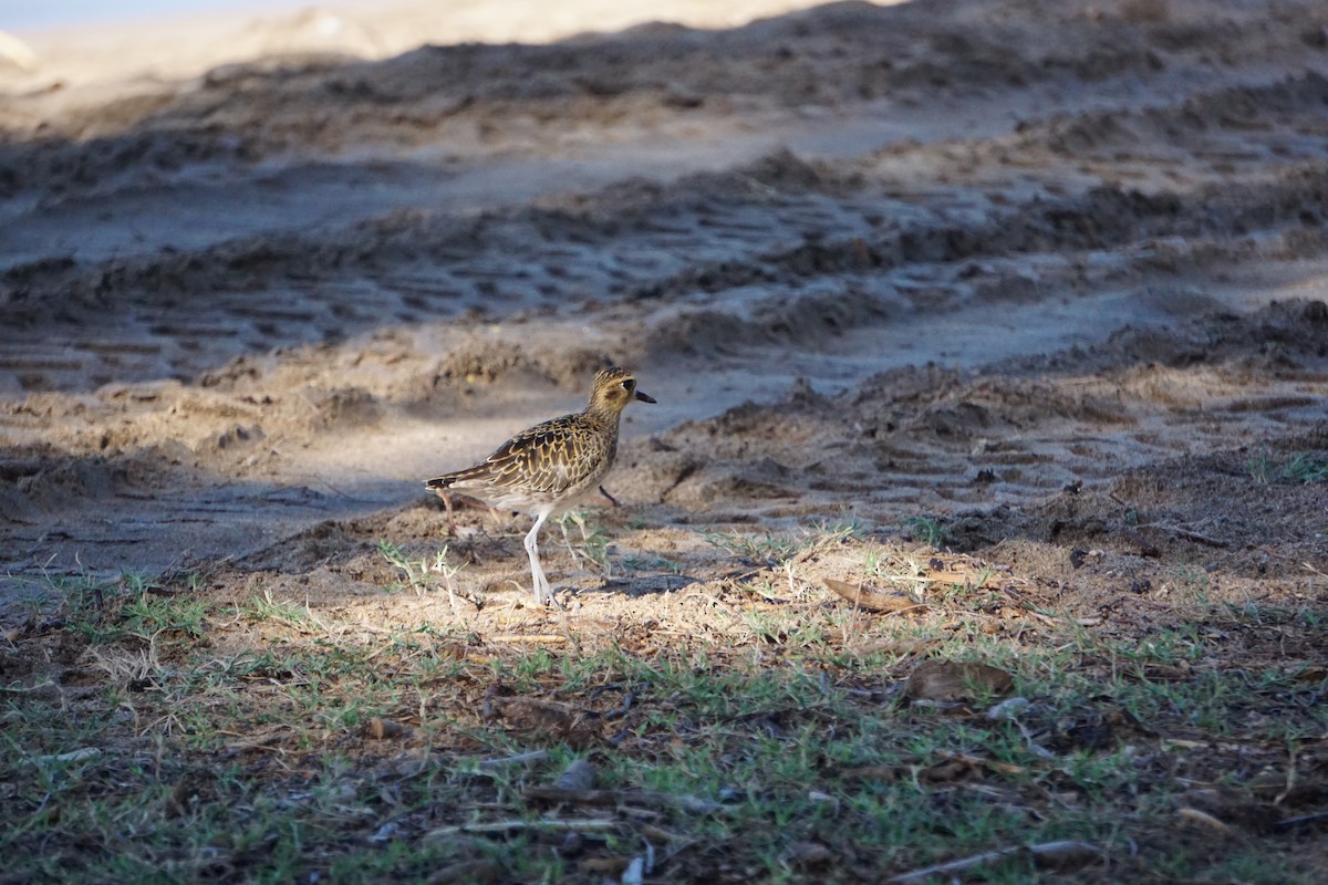 Pacific Golden-Plover - ML402278421