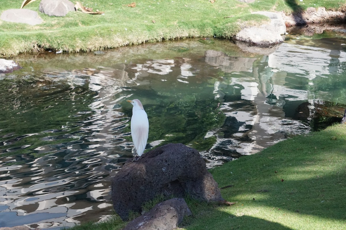 Western Cattle Egret - ML402278551