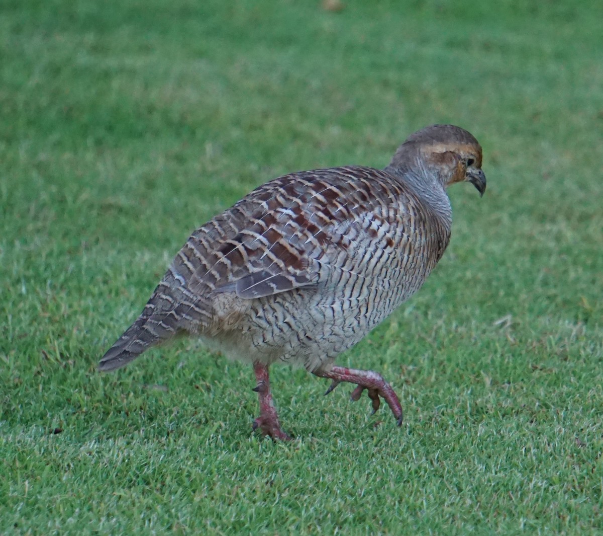 Gray Francolin - ML402279061