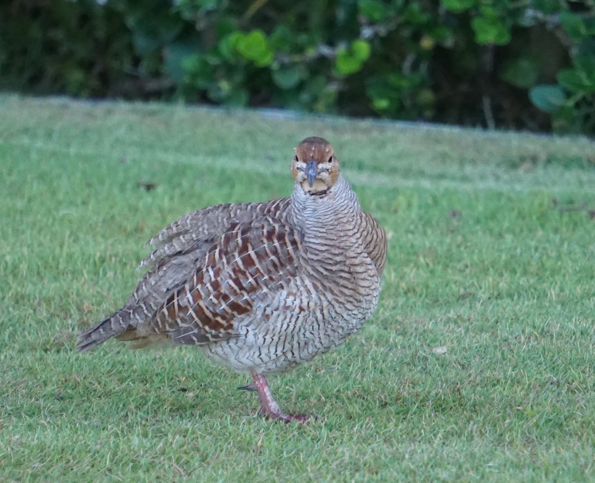 Gray Francolin - ML402279071