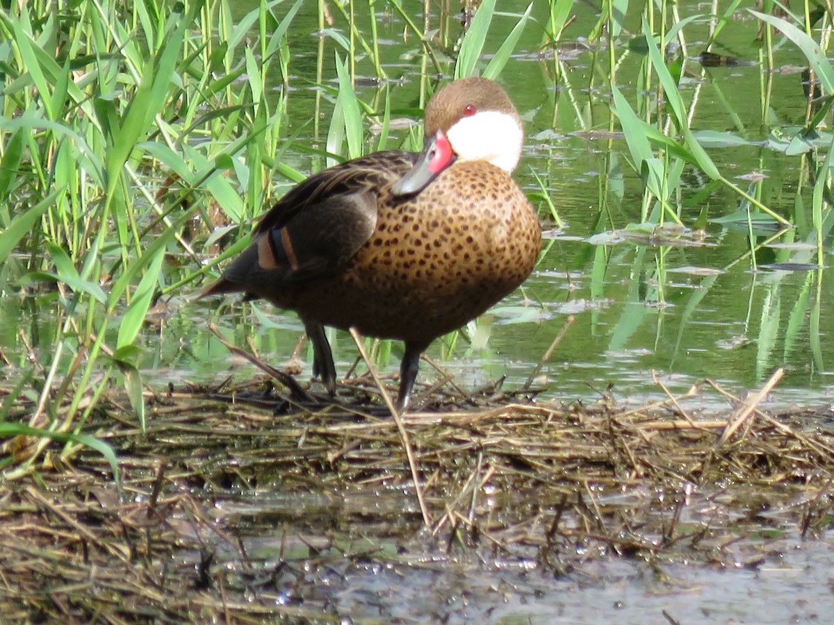 White-cheeked Pintail - Romeu Gama