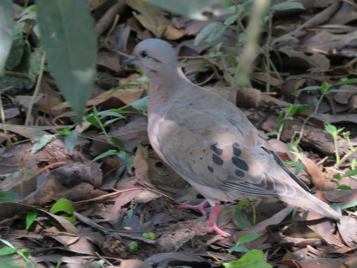 Eared Dove - ML402280711