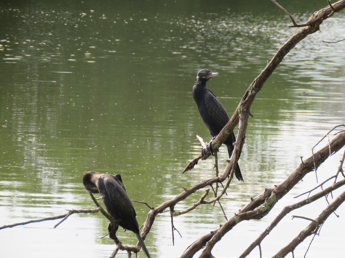 Neotropic Cormorant - ML402281161