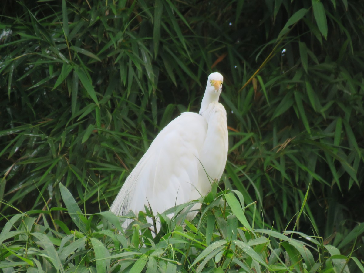 Great Egret - Romeu Gama