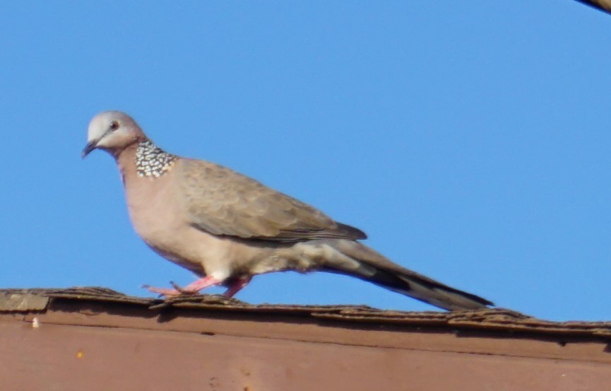 Spotted Dove - ML402281281