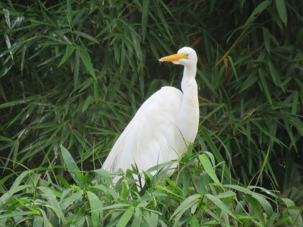 Great Egret - Romeu Gama