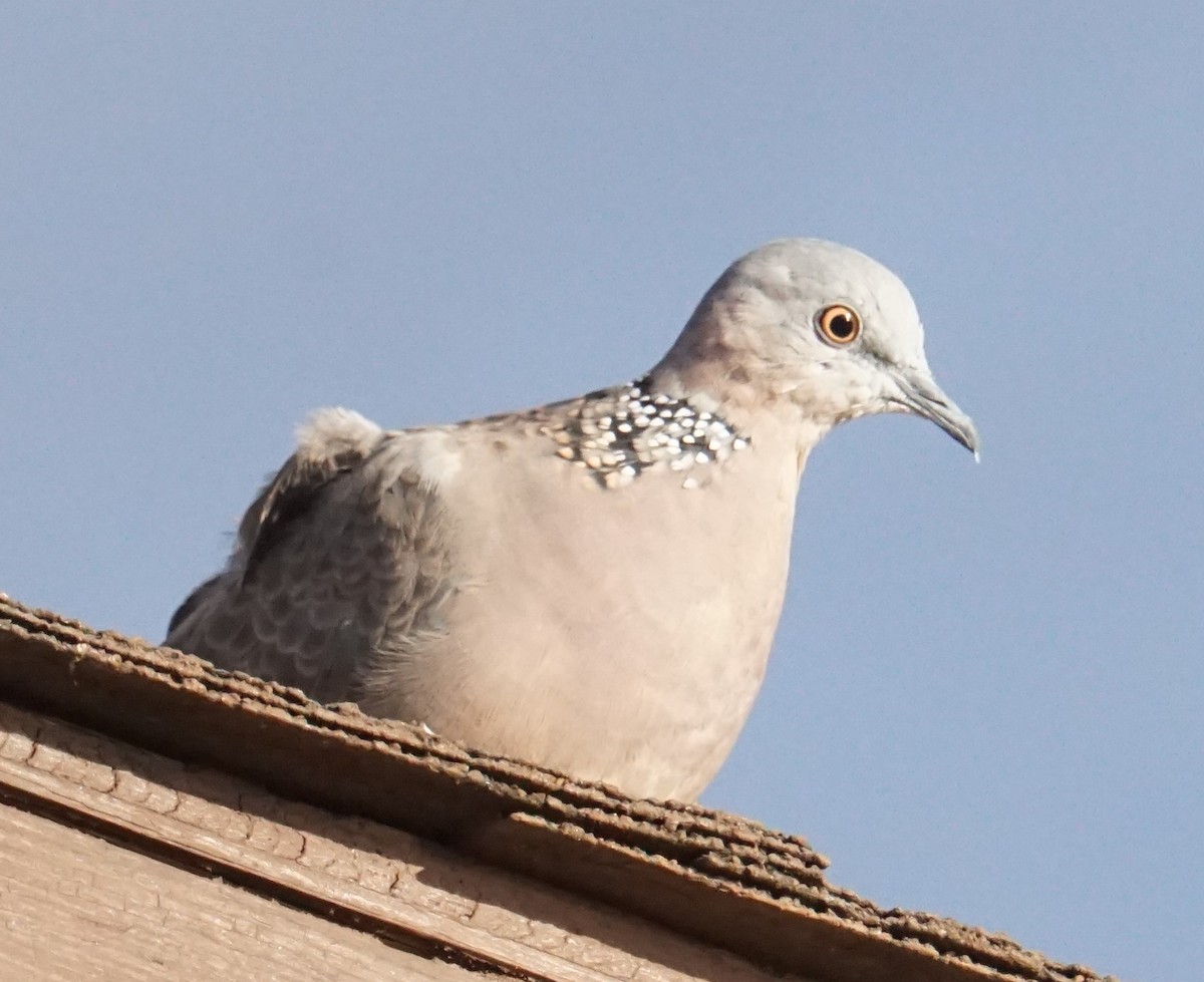 Spotted Dove - ML402281311