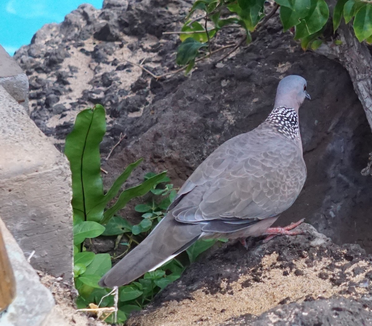 Spotted Dove - ML402281321