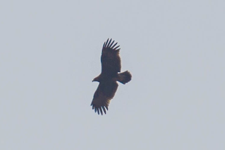 Greater Spotted Eagle - vedant ramtekkar