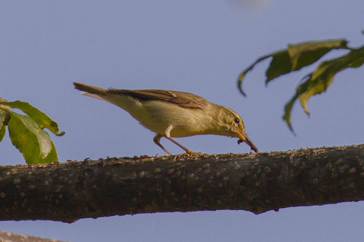 Mosquitero del Cáucaso - ML402281771