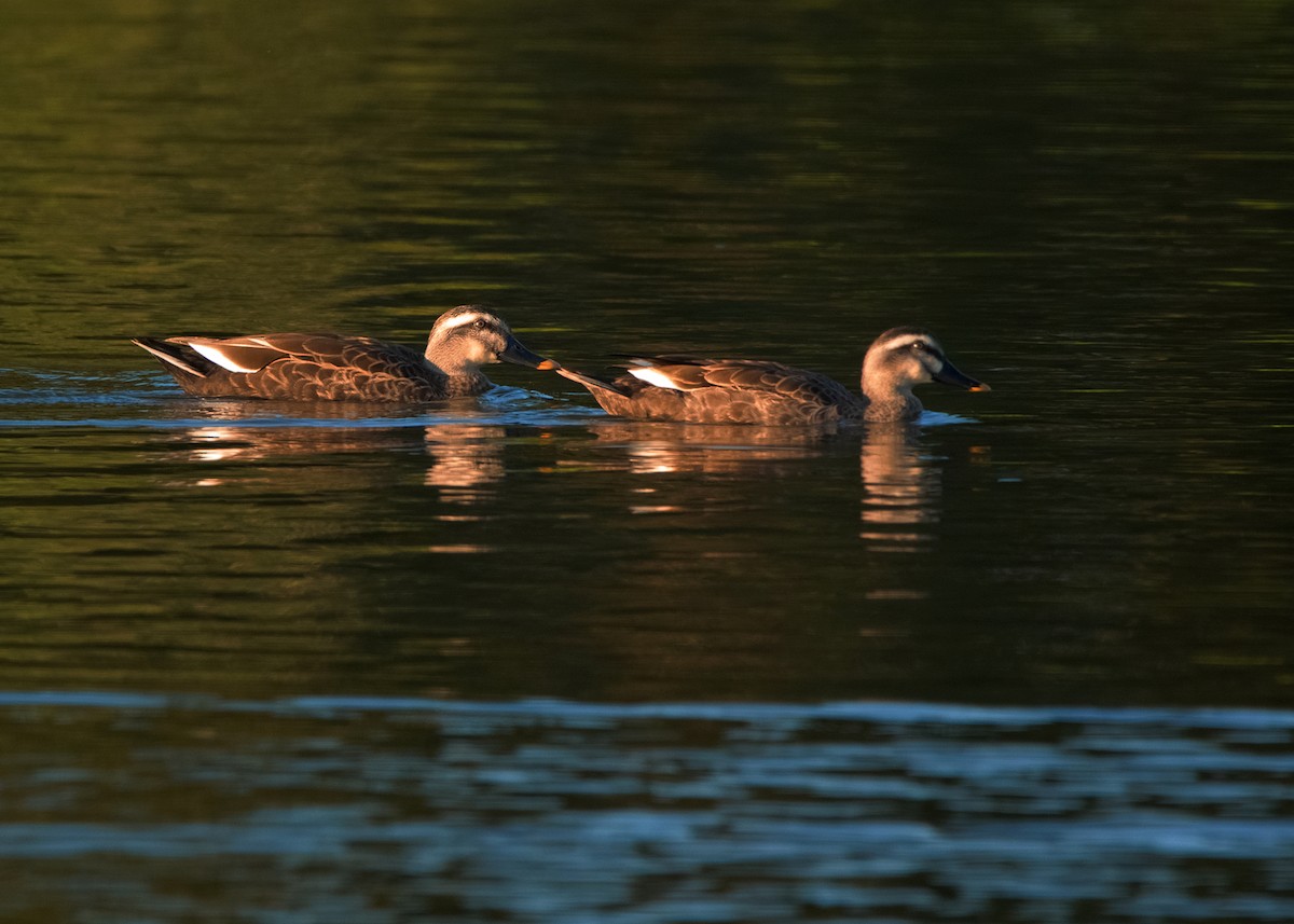 Eastern Spot-billed Duck - ML402281801