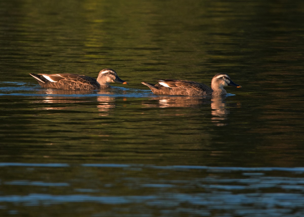 Eastern Spot-billed Duck - ML402281821