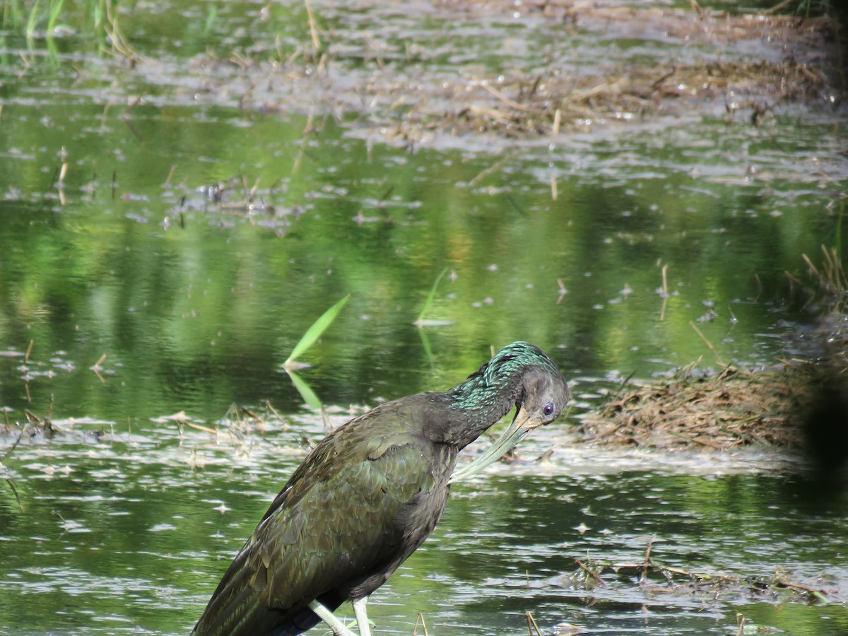 Green Ibis - Romeu Gama