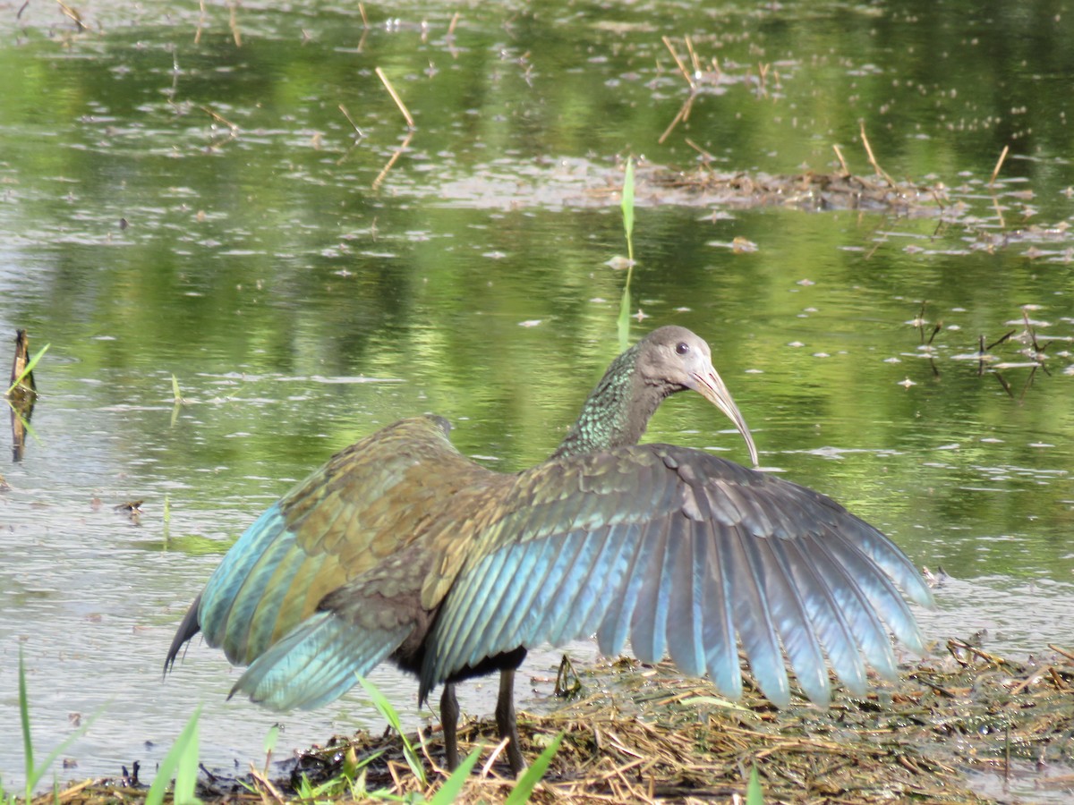 grønnakkeibis - ML402281991