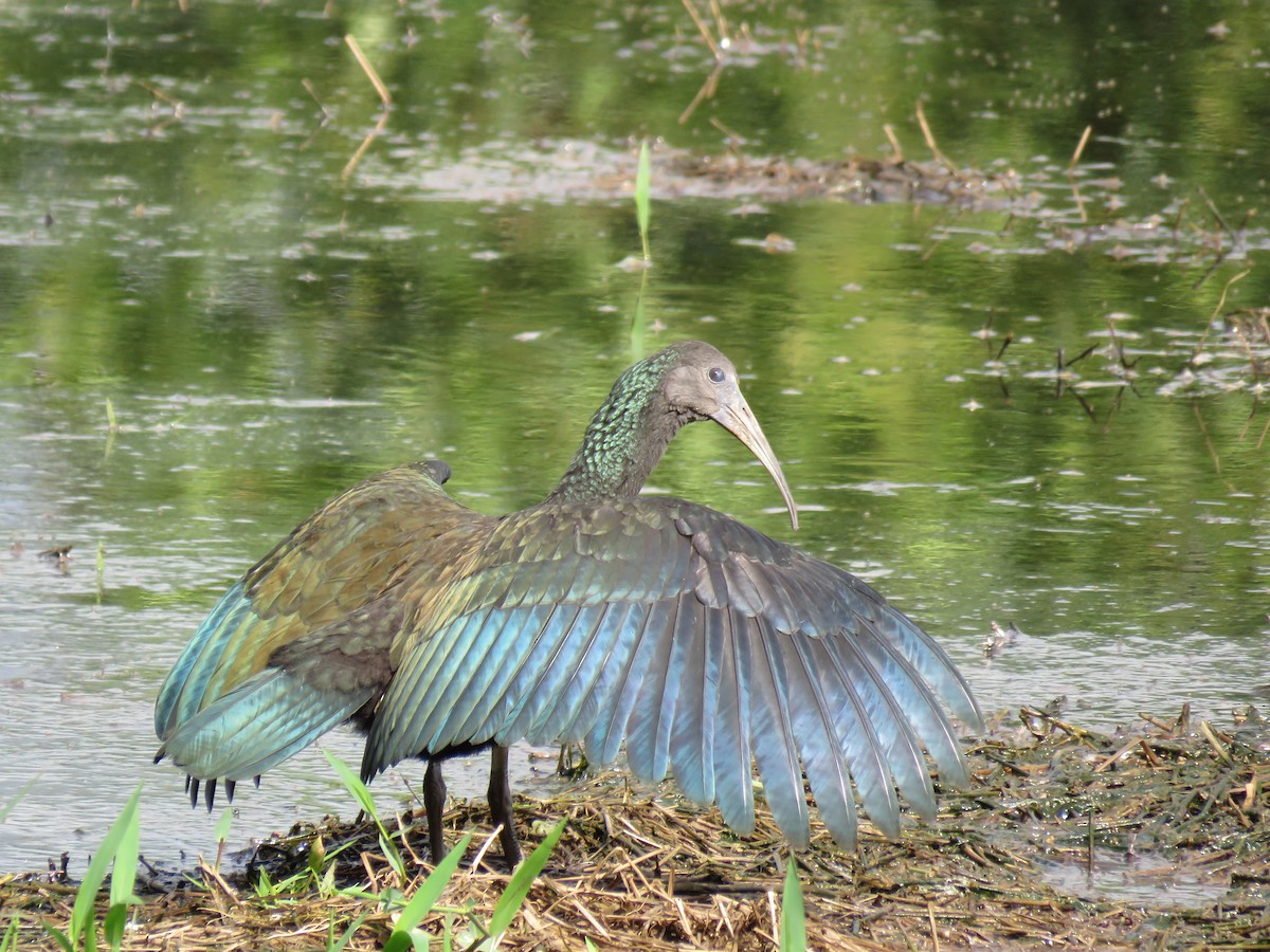 Green Ibis - ML402282031