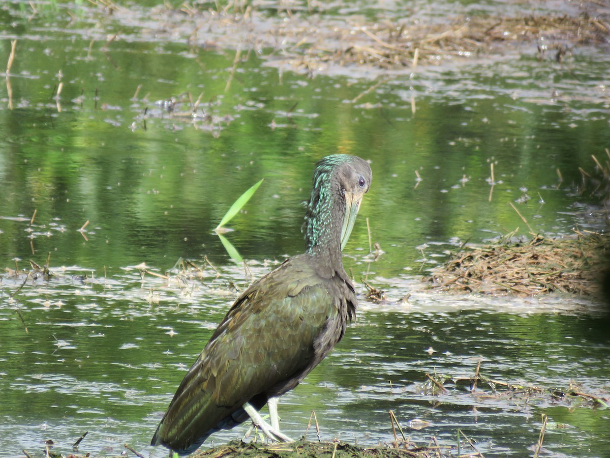 grønnakkeibis - ML402282111