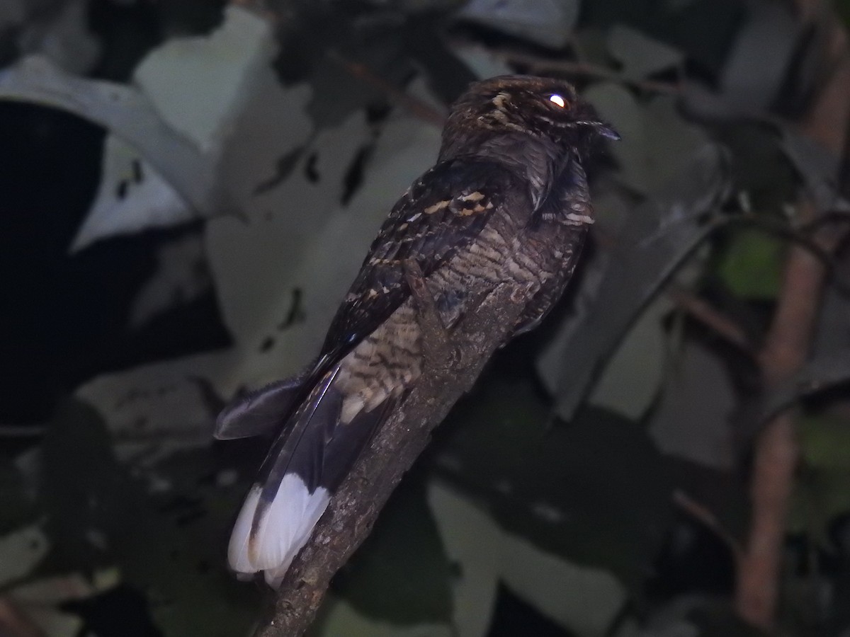 Jerdon's Nightjar - Pratik Chile