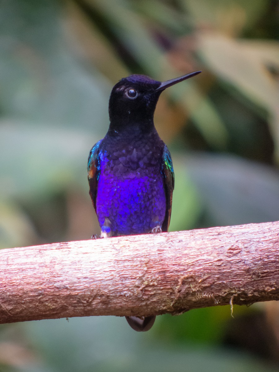 kolibřík hyacintový - ML402284311