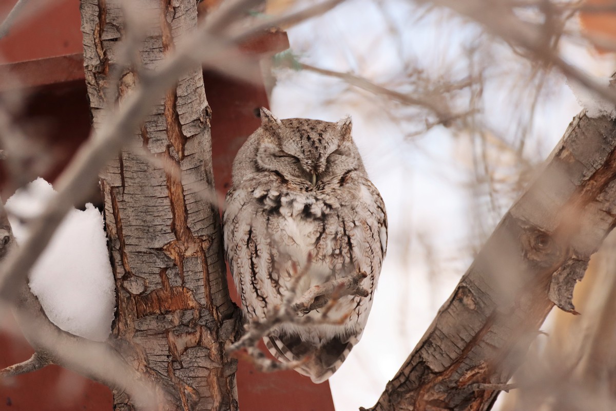 Eastern Screech-Owl - ML402285081