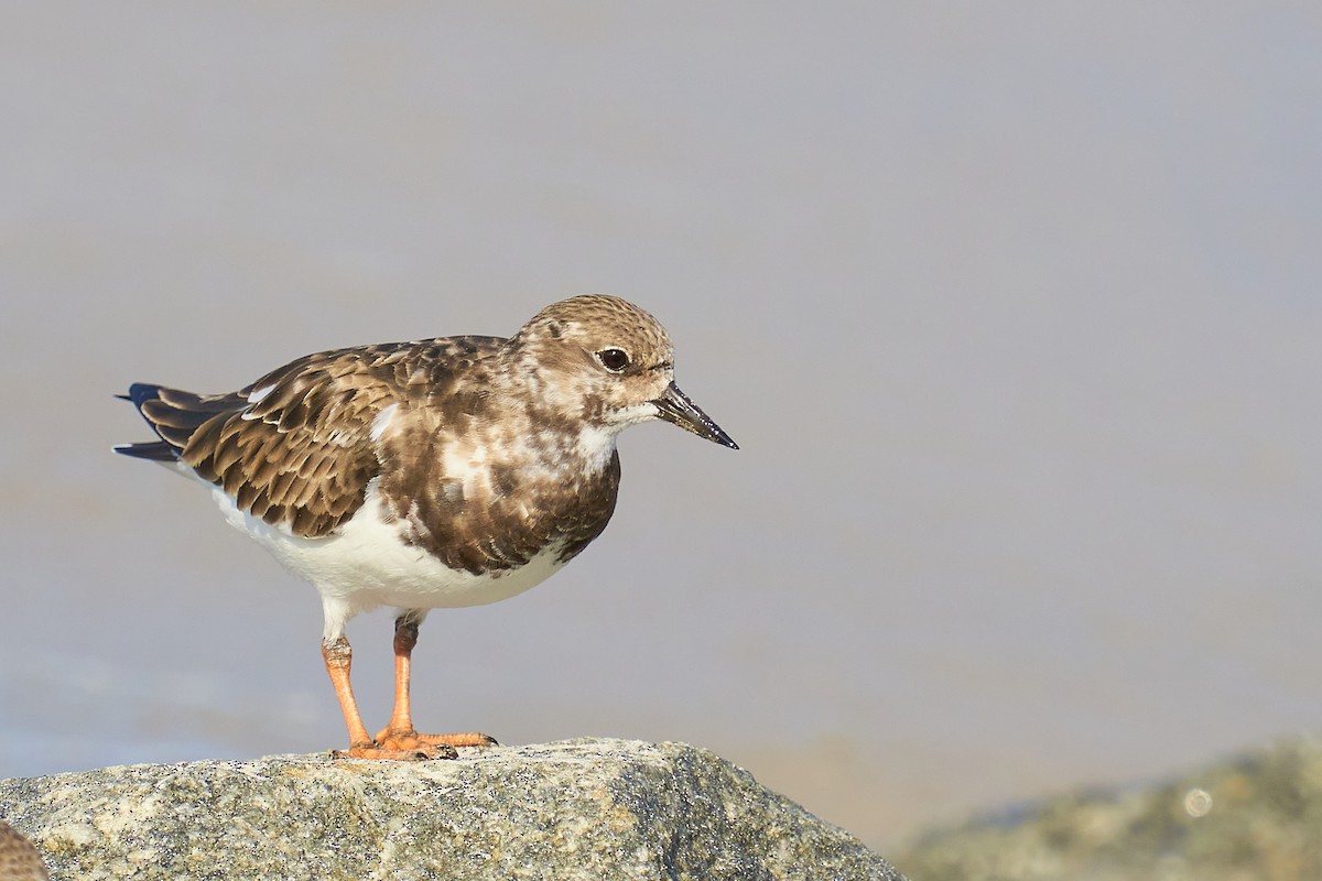 Ruddy Turnstone - ML402285561