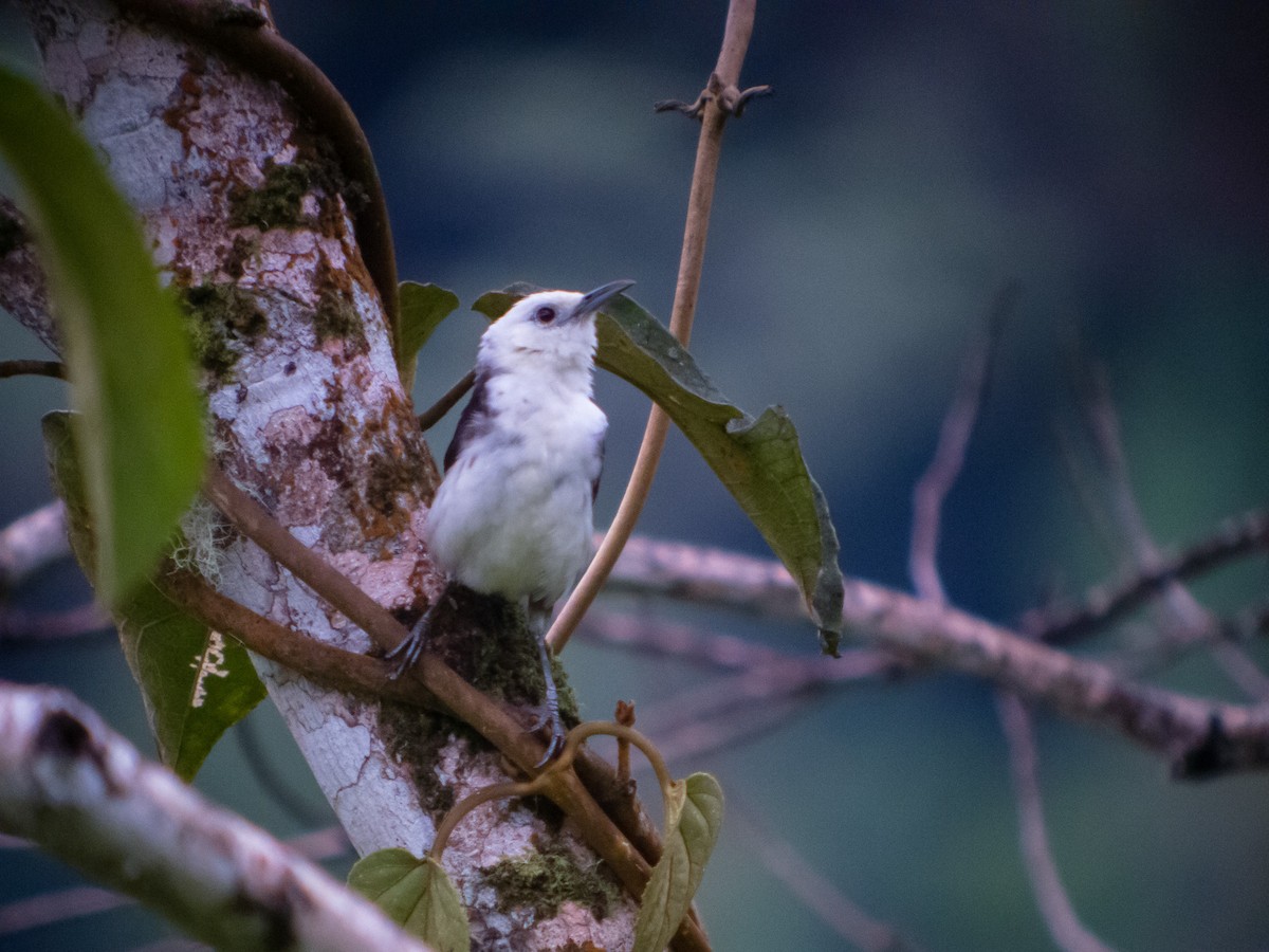 White-headed Wren - ML402285991