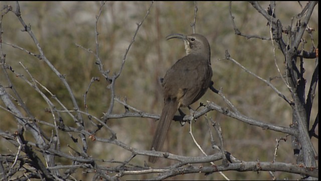 California Thrasher - ML402286