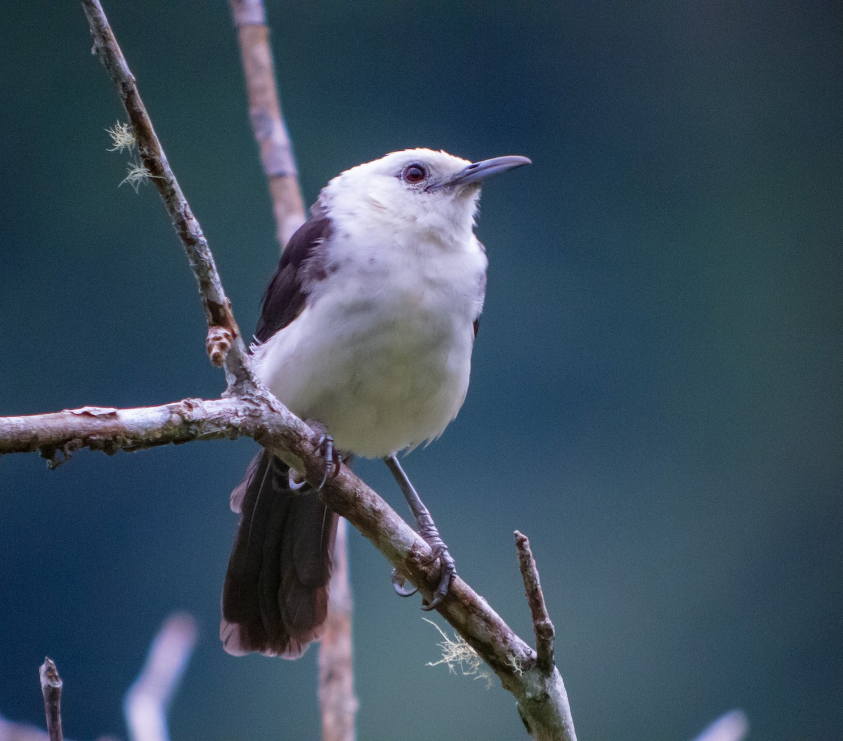 White-headed Wren - ML402286031