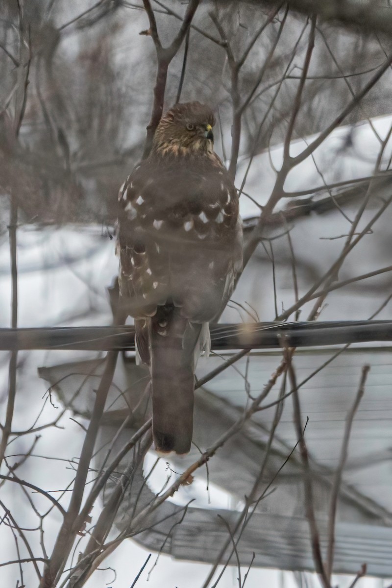 Cooper's Hawk - ML402286171