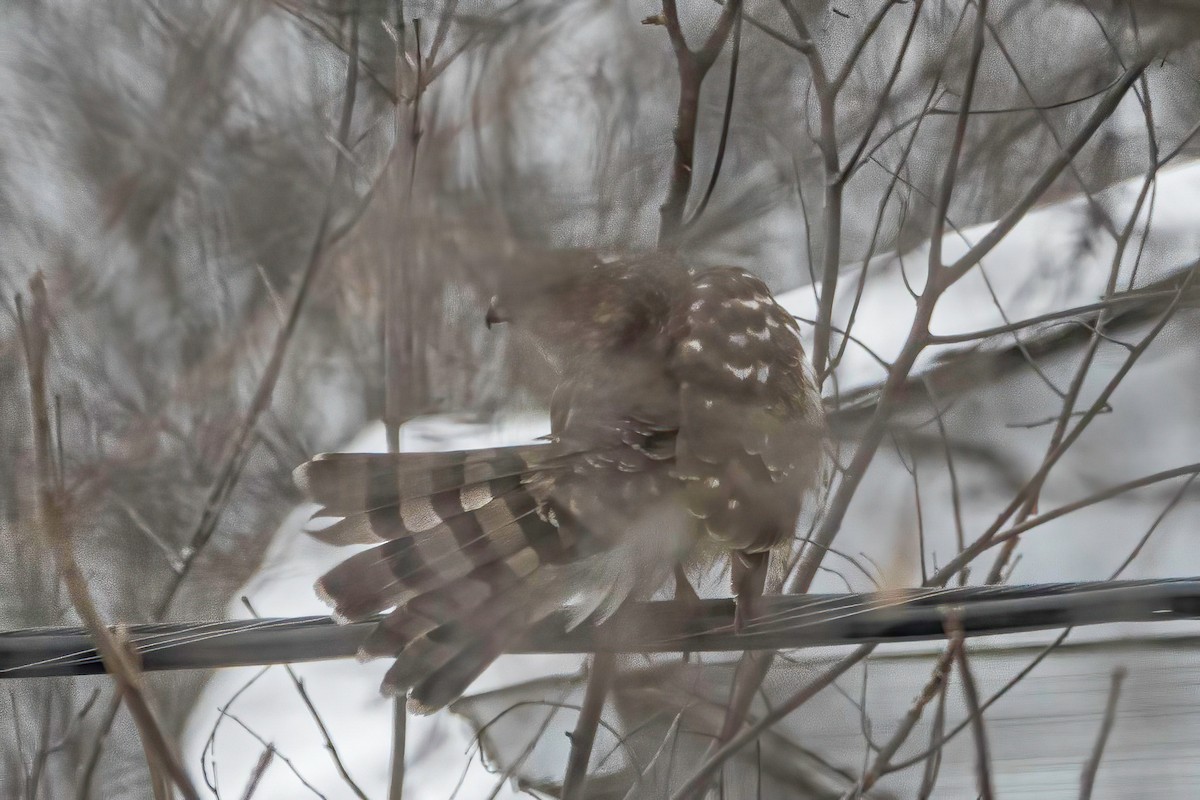 Cooper's Hawk - ML402286181