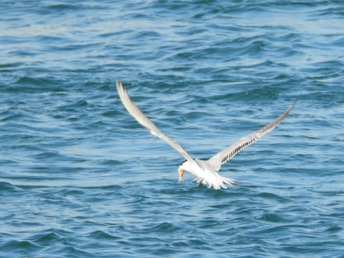 Caspian Tern - ML402287101