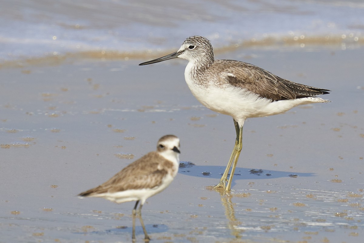 Common Greenshank - Raghavendra  Pai