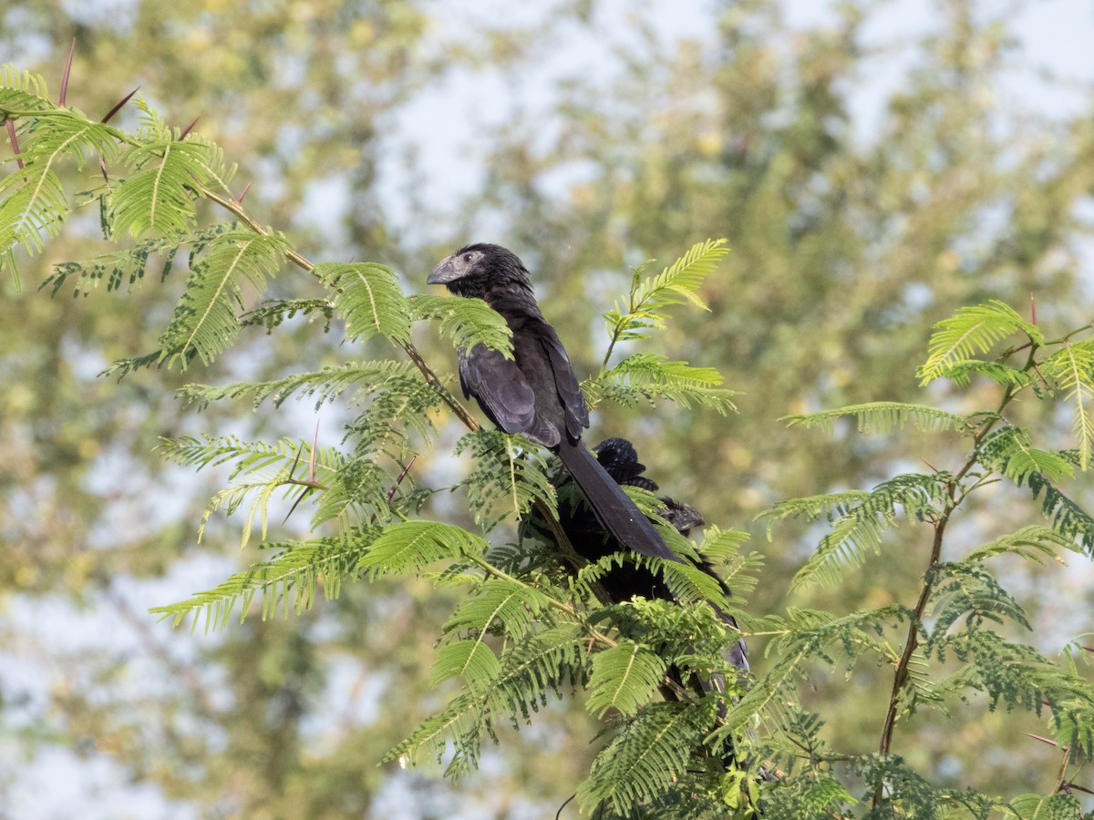 Groove-billed Ani - ML402291011