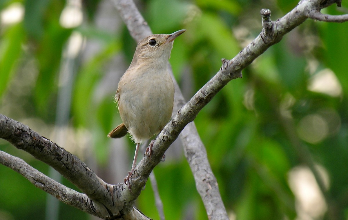 House Wren - ML402291381