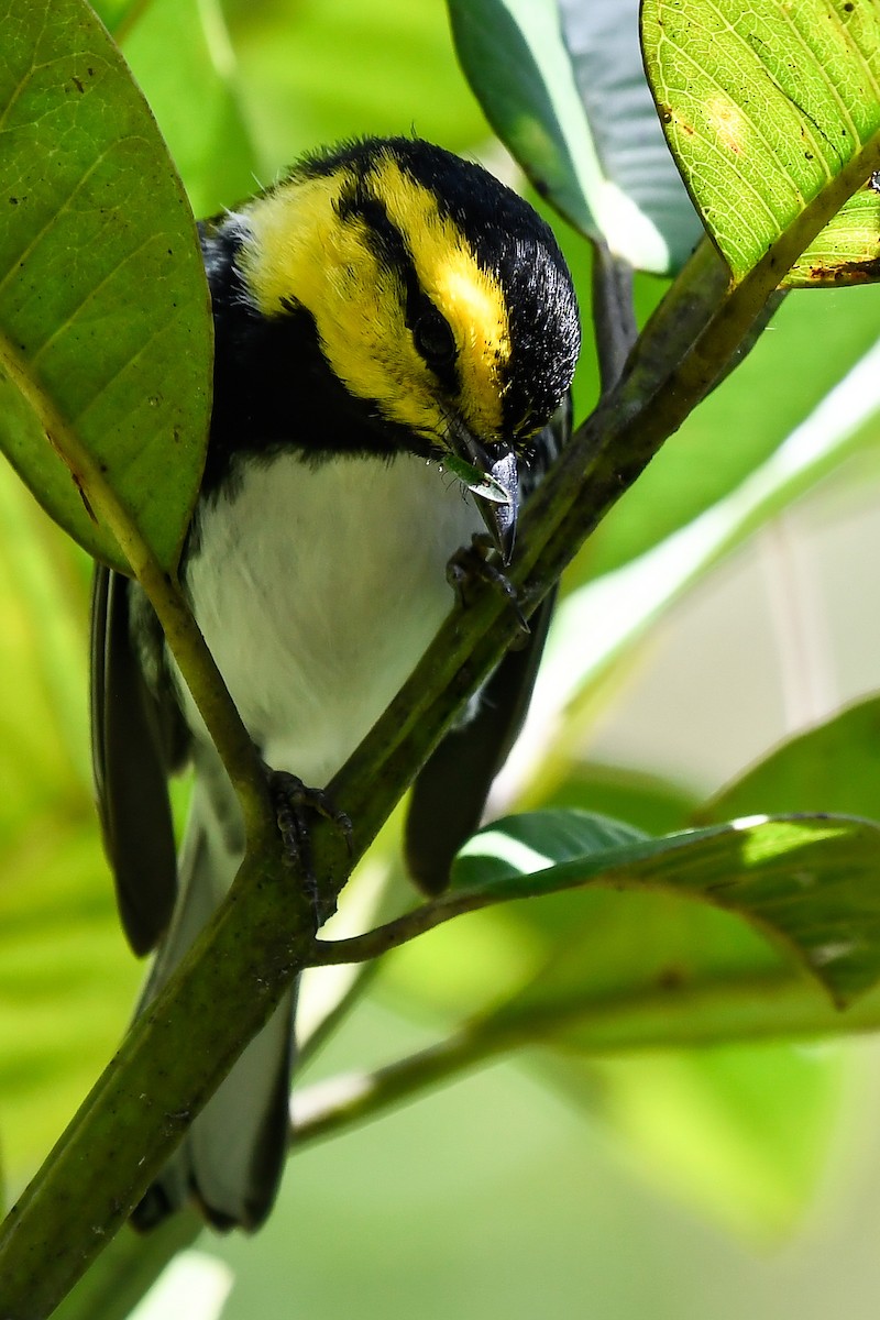Golden-cheeked Warbler - ML402291431