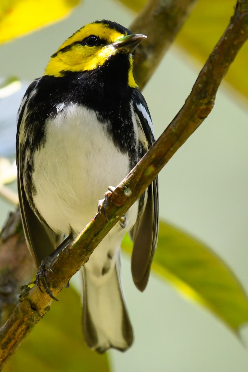 Golden-cheeked Warbler - ML402291441