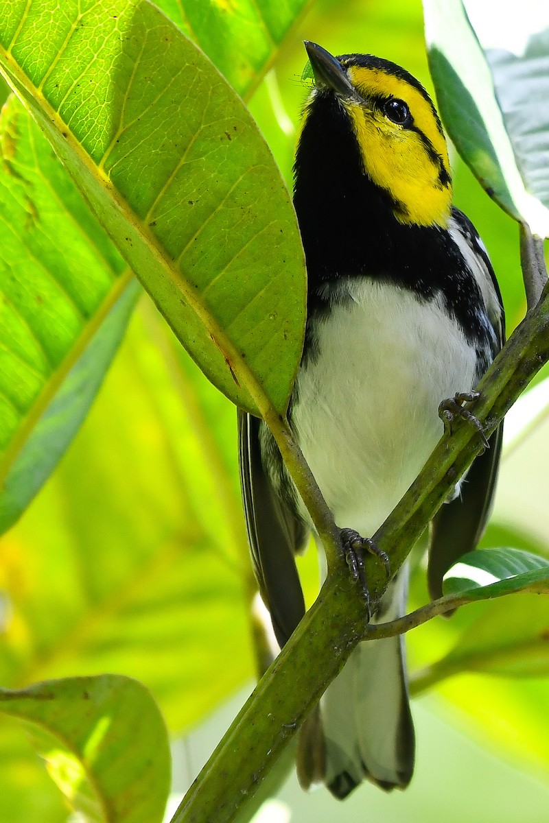 Golden-cheeked Warbler - ML402291521