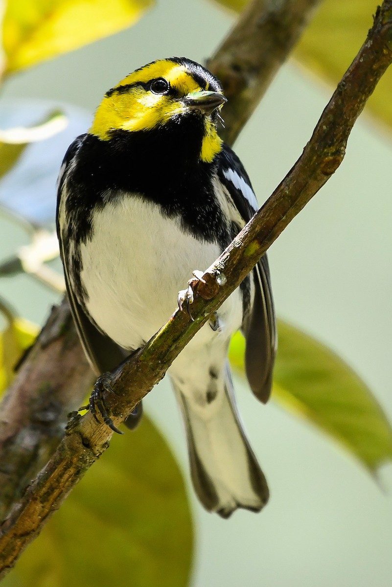 Golden-cheeked Warbler - ML402291531