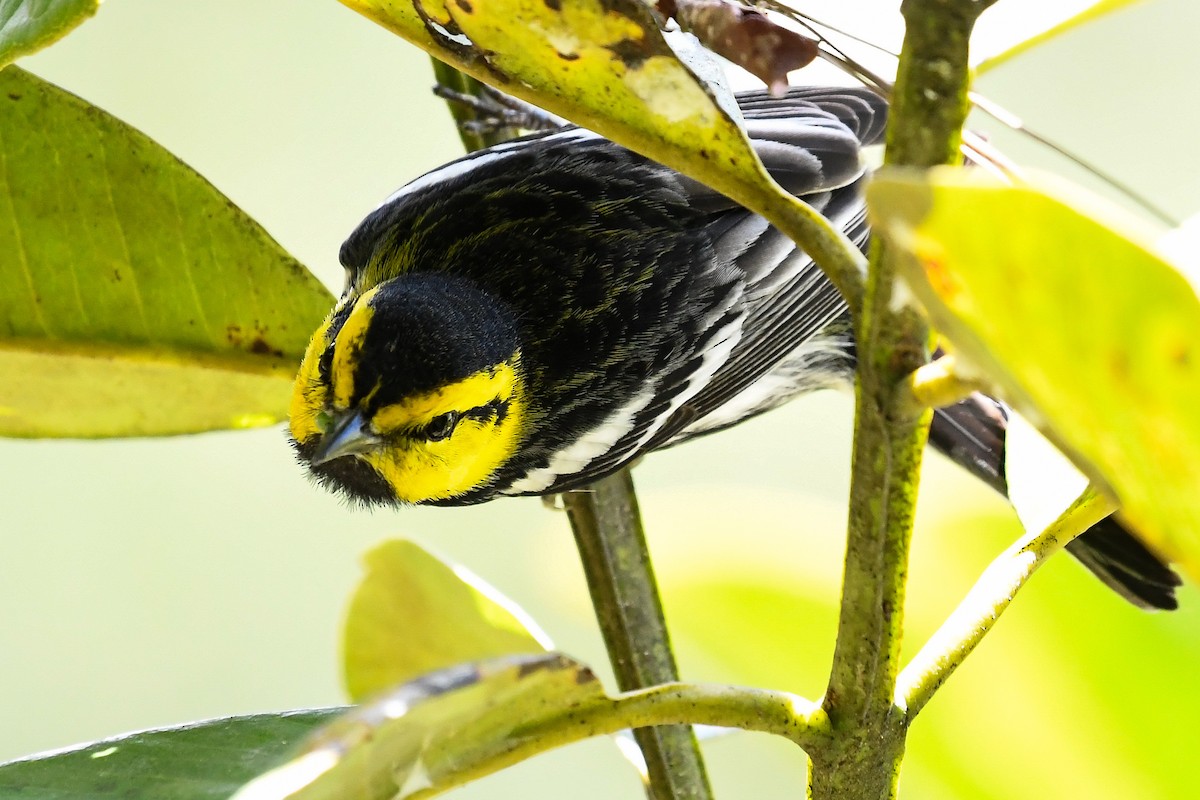Golden-cheeked Warbler - ML402291551