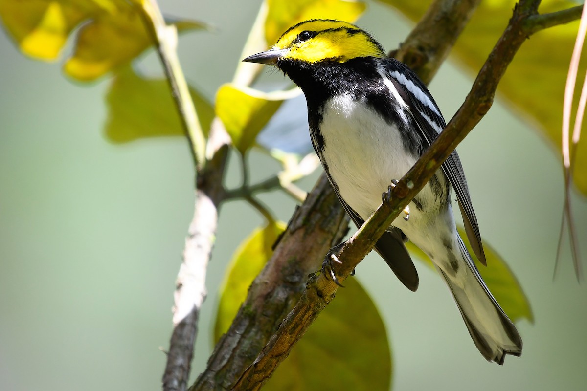 Golden-cheeked Warbler - ML402291601