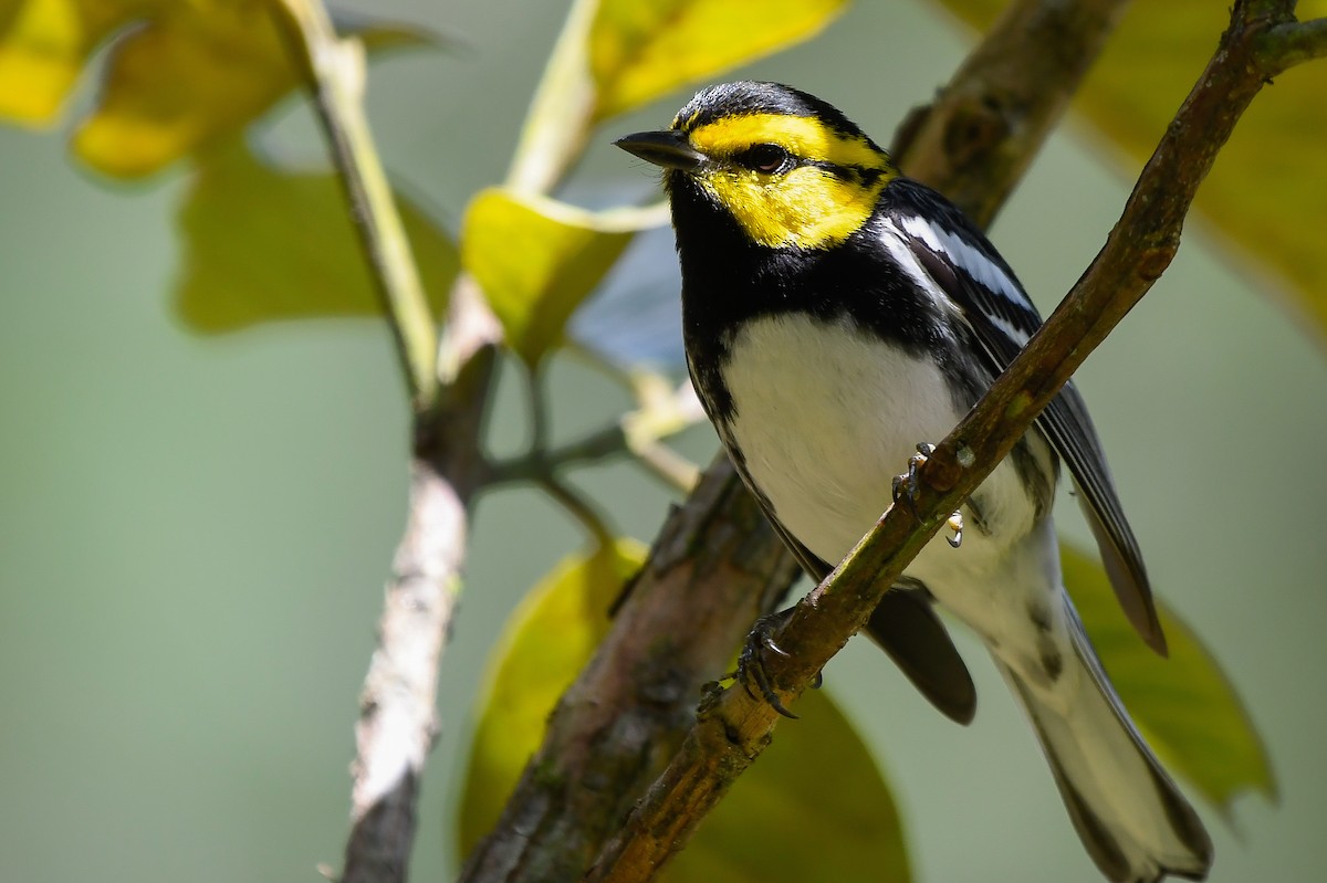 Golden-cheeked Warbler - ML402291621