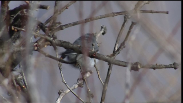 Black-tailed Gnatcatcher - ML402294