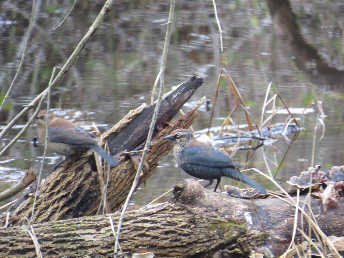 Rusty Blackbird - ML402296411