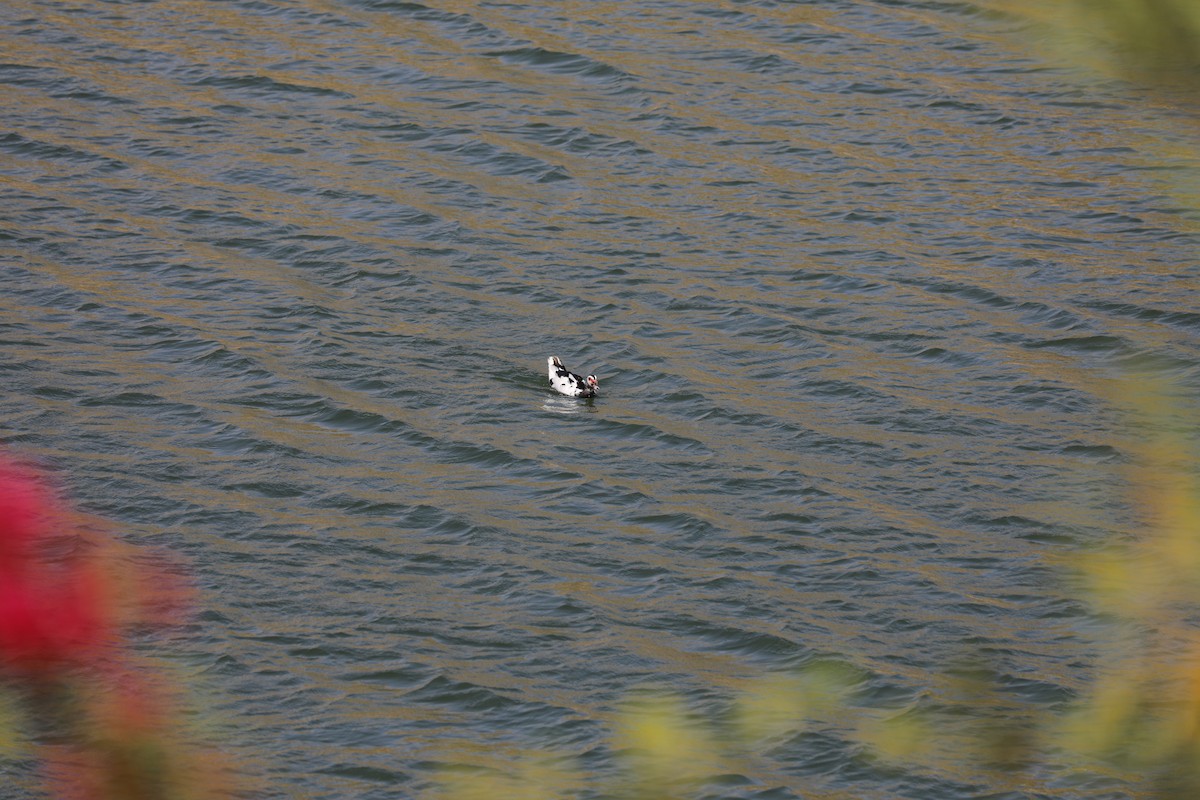 Muscovy Duck (Domestic type) - ML402296721