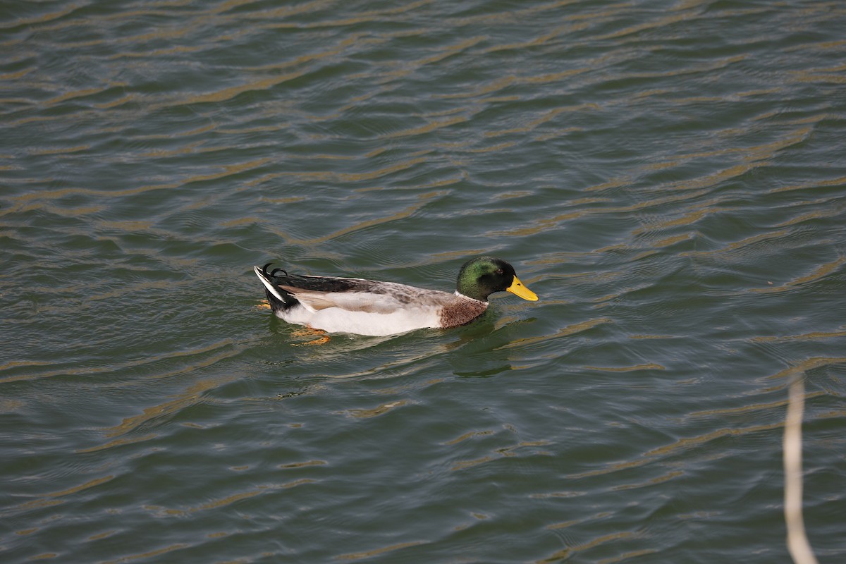 Mallard (Domestic type) - ML402296791