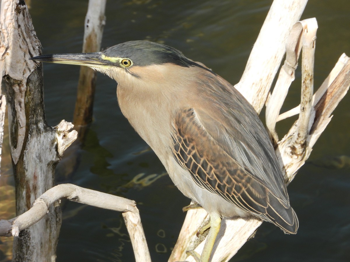 Striated Heron - ML402297041